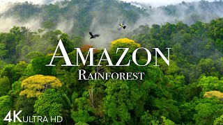 Amazon 4k  The World’s Largest Tropical Rainforest Part 2  Jungle Sounds  Scenic Relaxation Film [upl. by Hutson]