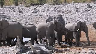 Namibia 2024  Twyfelfontein Camp Vingerklip Lodge Etosha NP [upl. by Kallista]