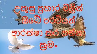 How To Protect Pigeons From Falconඋකුස්සන්ගෙන් පරවියන් ආරක්ෂා කර ගන්නා ක්‍රම [upl. by Neret120]