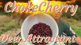 Wild Chokecherry Deer Attractant DIY amp trail cam pics [upl. by Nauqas]