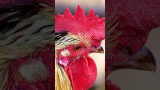 Le CRI du COQ  coq animals ferme [upl. by Ahl]