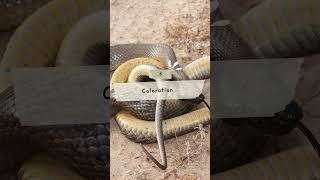 Top 10 Inland Taipan Snake Facts sanke snakevideo inlandtaipan [upl. by Dust807]