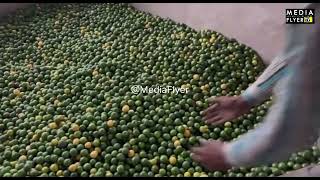 Lemon Crop  Generation of Farming  Agriculture Videos  Media Flyer [upl. by Yetnruoc]