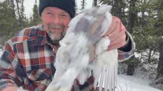 Ptarmigan Hunting Got My Daily Limit [upl. by Nowd]