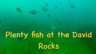 143 Plenty fish at the David Rocks [upl. by Enywad]