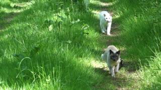 Siamese Cat calling for her brother to keep up while taking a walk Interesting Cat Behavior [upl. by Leahey]