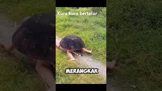 Kura kura ninja bertelur😁 [upl. by Tu]