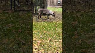 Reindeer is eating about reindeers animal animals toronto trending viral shortsviral vlog [upl. by Westberg]