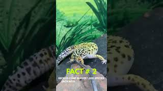 Incredible Gecko Facts Natures ColorChanging Lizard [upl. by Hershell378]