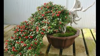 Cotoneaster Bonsai [upl. by Cristabel]