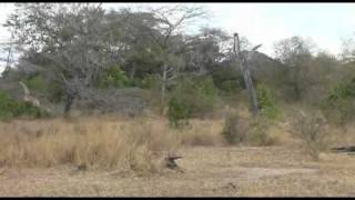 Full of wildlife  The Selous Game Reserve in Tanzania [upl. by Ellehcer499]