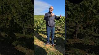 PouillyFuisse soil and winemaking explained [upl. by Early519]