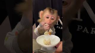 Monkey chú khỉ dễ thương [upl. by Lucita]