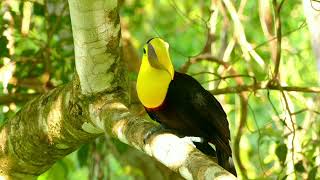 quotA yellow  throated toucanquot beautyofnature beauty beauty trendingvideo [upl. by Icken470]