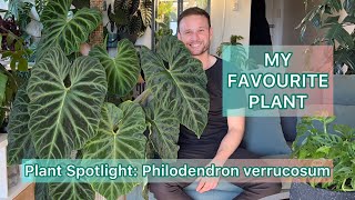 My Favourite Plant  Philodendron verrucosum  Plant Spotlight [upl. by Delanos658]