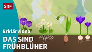 Frühblüher Schneeglöckchen amp Co – einfach erklärt  Kindervideos  SRF Kids [upl. by Aniwde]