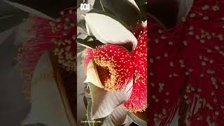 Macrocarpa flowering timelapse  Gardening Australia gardeningaustralia [upl. by Belier]