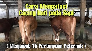 CARA MENGATASI CACING HATI PADA SAPI [upl. by Ranip]