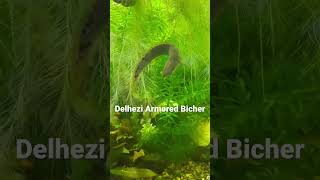 Delhezi Armored Bichir [upl. by Ecnerolf]