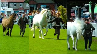 Dublin Horse Show Connemara Stallion Parade RDS 2014 [upl. by Nolahc607]