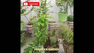 Leafy vegetables in Kitchen garden songmusicchatpoojaviralforyougardeningshortsfeedbtskpop [upl. by Aleik]