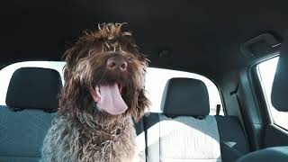 Wirehaired Pointing Griffon Living His Best Life [upl. by Gamber31]