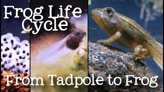 The Life Cycle of a Frog Metamorphosis from Tadpole to Frog for Kids  FreeSchool [upl. by Craddock318]