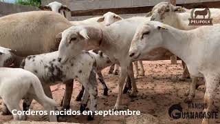 Borregos pelifolk chiapas nacimientos de septiembre de 2018 [upl. by Heywood]