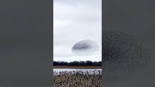 Hundreds of starlings appear as one giant bird [upl. by Peednus774]