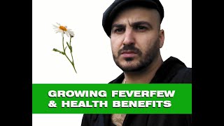 Feverfew – How to grow amp Medicinal benefits [upl. by Aidyl255]