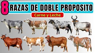 8 razas de ganado bovino doble propósito Razas de carne y leche [upl. by Jakob138]