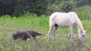 70 Craziest Animal Fights of All Time 2023 [upl. by Nohsram]