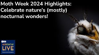 LIVE 81 Moth Week 2024 Highlights Celebrate nature’s mostly nocturnal wonders [upl. by Aninat37]