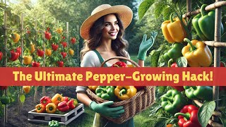 Secret To Growing Enormous Peppers both in Size And Yield [upl. by Ymar]