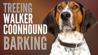 Treeing Walker Coonhound Barking How Much does a Treeing Walker Coonhound Bark [upl. by Dub]