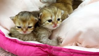 The Amazing 7Day Growth of Kittens See the Change [upl. by Annette]