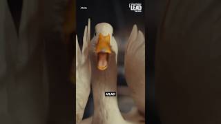 The aflac duck ‘is the golden goose’ CEO explains shorts [upl. by Sharlene]