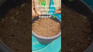 🌿😳சூப்பர் வளர்ச்சி வெந்தய கீரை 🌿terrace gardenkeerai plant🌿growthshortvedio [upl. by Shepp]