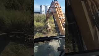 Excavator removing hornets nest did not go as planned 😬 [upl. by Hogg]