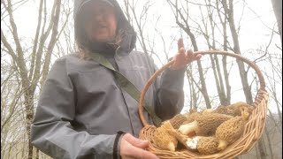 Morels amp More MidApril Mushroom Hunting [upl. by Dawna109]