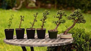 From Cutting to Bonsai Tree  6 Year Evolution of a Portulacaria afra  Little Jade Bonsai [upl. by Adnorhs]