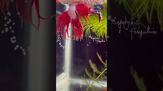 Betta fish laying lots of eggs 😍❤️ shorts bettafish breeding [upl. by Annairol763]