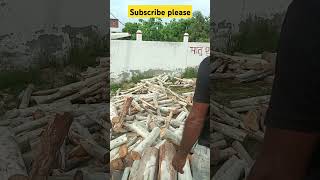 Cutting Lakadi Ka Dher With Stihl Chainsaw [upl. by Nykal474]