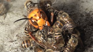 Giant hornet vs Japanese honeybees Hot defensive bee ball [upl. by Agee802]