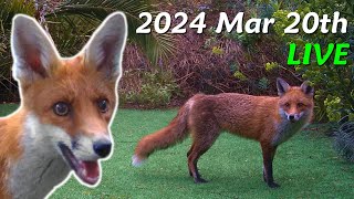 Foxes Live  2024 March 20th [upl. by Adahs931]