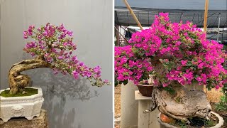 Collection of the most beautiful bougainvillea bonsai masterpiece in 2021 01 [upl. by Aittam]