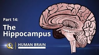 Hippocampus  Human Brain Series  Part 14 [upl. by Phemia516]