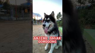 Suara anjing galak menggonggong dog dog doglovers dogs anjing [upl. by Akerdal385]