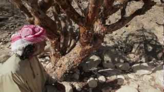 See and Touch Wild Frankincense Trees Salalah Oman [upl. by Eittik318]