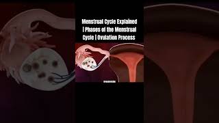 Menstrual Cycle Explained  Phases of the Menstrual Cycle  Ovulation Process shorts menstrual [upl. by Stewardson]